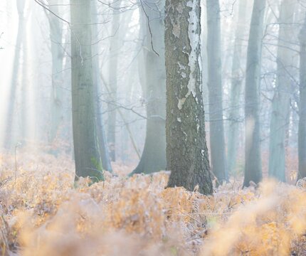 Foggy, frosty forest in the morning light with a bright, peaceful ambience, calm, misty, atmosphere, sunlight shining in streams, rays between the trees, illuminating yellow fern fronds, autumn leaves, morning, fern, sunbeams, mixed forest, copper beech (Fagus sylvatica), birch (Betulus), bracken fern (Pteridium aquilinum), warm and cool colours, mystical, fog, stillness, landscape, mood, rays of light, light, nature, autumn, nature reserve, FFH area Ilmenau, L&uuml;neburg, Lower Saxony, Germany