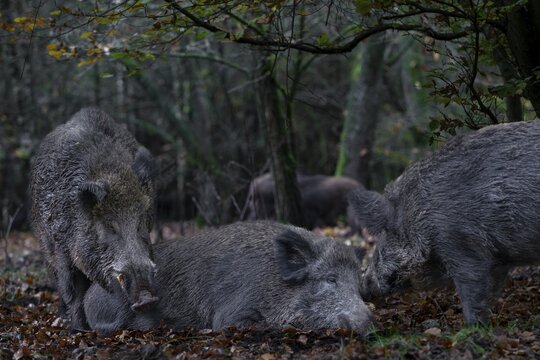 It is mating season for wild boar (Sus scrofa) and the boar dares to make an approach to a resting female, mating season, Germany