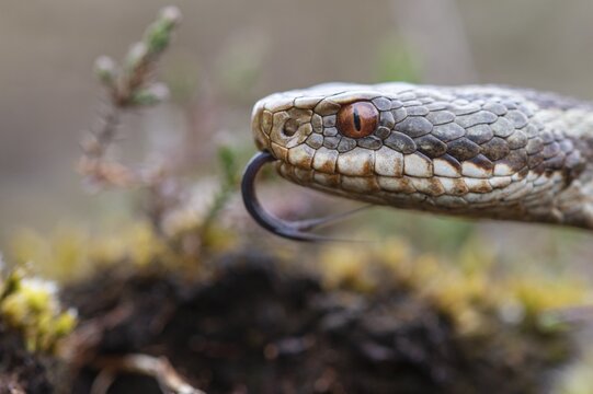 Adder (Vipera berus) in the moor, Goldenstedter Moor, Goldenstedt, Lower Saxony, Germany
