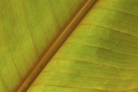 Close-up of a banana leaf with fine lines and distinctive texture
