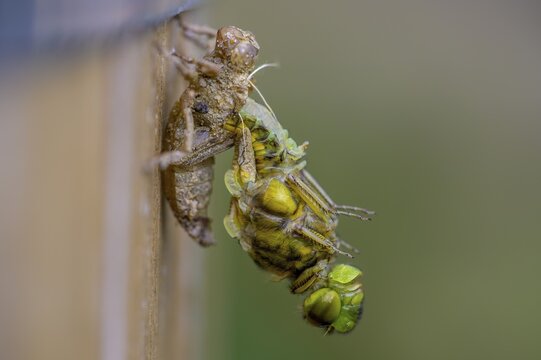 Flat-bellied dragonfly (Libellula depressa) leaving its exuviae on a wooden substrate, detailed and green, D&uuml;mmer nature park Park, Lower Saxony, Germany