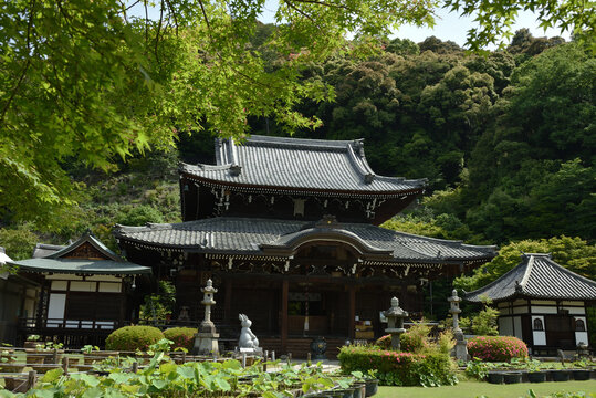 三室戸寺　サツキの頃の本堂(京都府宇治市)