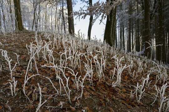 Frozen plants rise from the forest floor and have a wintery effect, Hermannsweg, Teutoburger Wald, Osnabr&uuml;cker Land, Lower Saxony, Germany
