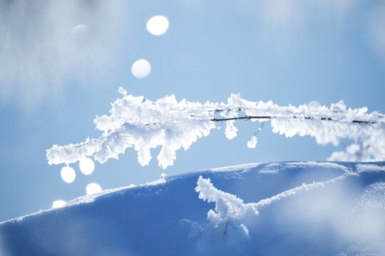 Close-up of ice crystals on a stalk, grass covered in hoarfrost over a snow-covered, hilly area, branches, stalks, wintery, close-up, close-up, macro, frosty, sunny, frost, icy, close-up, sunny, structure, structures, detailed view, back light, deserted, winter day, frost, cold, nature, shimmer, ice structure, structures, winter, bokeh, light spots, light reflections, background, nature reserve, Ilmenau FFH area, L&uuml;neburg district, Lower Saxony, Germany