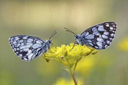 Checkerspot butterfly (Melanargia galathea) on a yellow flower, Middle Elbe Biosphere Reserve, Saxony-Anhalt, Germany