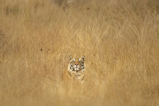 Bengal tiger (Panthera tigris tigris), lying in the tall grass, Bandhavgarh National Park, Bahannara, Manpur, Madhya Pradesh, India