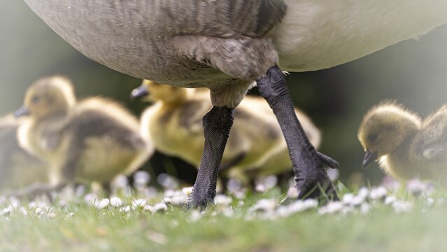 Canada goose chicks (Branta canadensis) several running through grass and daisies, in front the legs and belly of the adult parent bird, Rombergpark, Dortmund, North Rhine-Westphalia, Germany