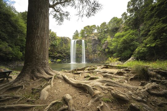 Waterfall of Whangarei Falls flowing into a calm river, surrounded by lush greenery and rocks and a tree with roots in the foreground, Whangarei, New Zealand, Oceania