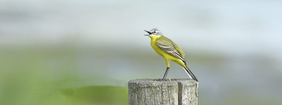 Yellow wagtail (Motacilla flava), singing on a pasture fence post, D&uuml;mmer, Lake D&uuml;mmer, Ochsenmoor, H&uuml;de, Lower Saxony, Germany