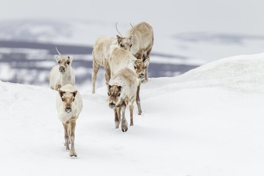 A small herd of reindeer (Rangifer tarandus) crosses a snowfield, snow, winter, cold, Sweden