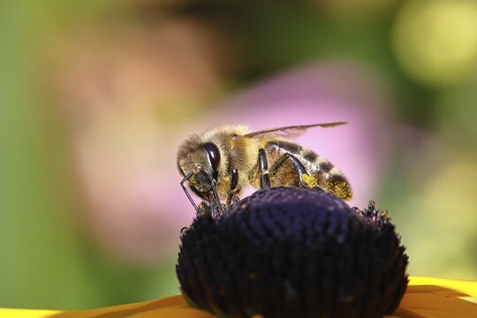 European honey bee (Apis mellifera), collecting nectar from a flower of the yellow coneflower (Echinacea paradoxa), macro photograph, Wilnsdorf, North Rhine-Westphalia, Germany