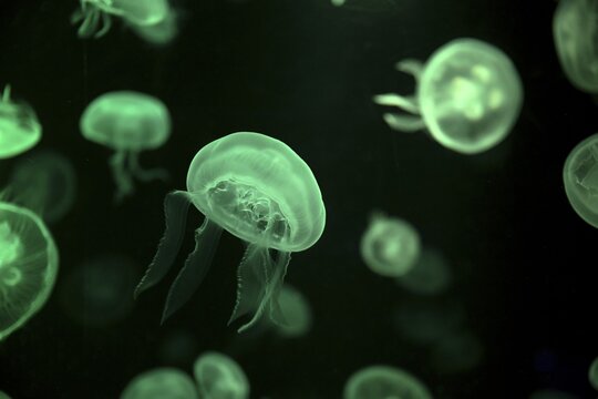 Moon jellyfish (Aurelia aurita) in a tank of the Bang Saen Aquarium, Chonburi Province, Thailand