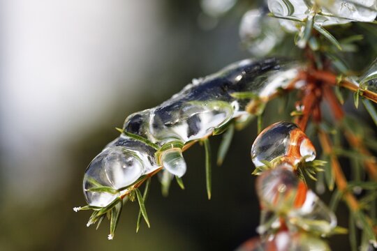 Icicle, frozen branch, ice layer, macro, unusually cold winter 2010, symbolic photo winter weather, sub-zero temperatures, past, meteorology, H&ouml;xter, Germany