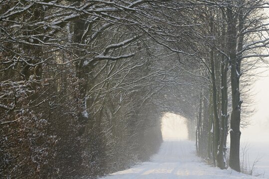 Winterlandschaft, tunnelartige Wegstrecke f&uuml;hrt durch schneebedeckte B&auml;ume, Nordrhein-Westfalen, Deutschland