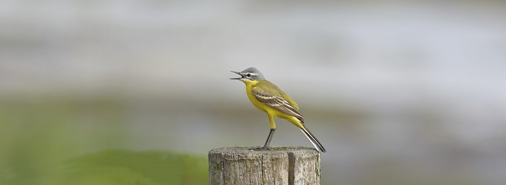Yellow wagtail (Motacilla flava), on a pasture fence post, D&uuml;mmer, Lake D&uuml;mmer, Ochsenmoor, H&uuml;de, Lower Saxony, Germany