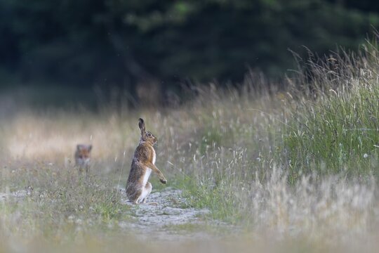 The brown hare (Lepus europaeus) is alarmed after a hunting attempt by the red fox (Vulpes vulpes) and watches the attacker tensely, with wild jumps it signals to the fox, I am healthy and another attack will fail, search for food, encounter, tension, Denmark