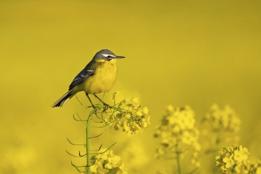 A yellow wagtail sits in spring in a flowering rape field near Frankfurt am Main, Frankfurt am Main, Hesse, Germany