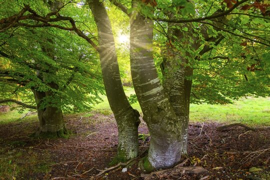 Sunbeams through trees in a clearing, beech trees, Swabian Alb Biosphere Reserve, Baden-W&uuml;rttemberg, Germany