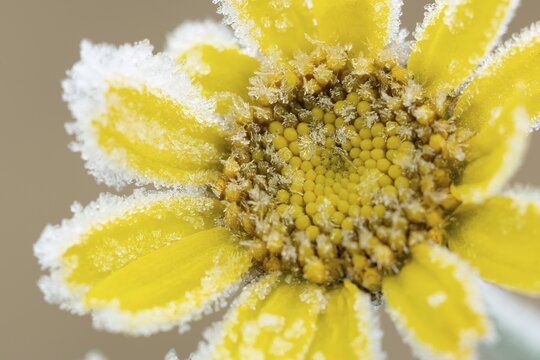 Corn marigold (Glebionis segetum) single yellow wildflower flower covered in frost in winter, England, United Kingdom