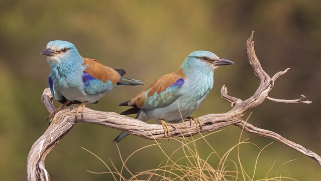 Eurasian Roller (Coracias garrulus) Almond Crow, male and female, pair, mating, interaction, sitting on branch, Toledo, Spain