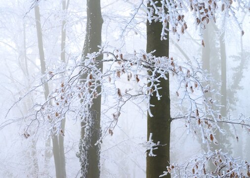 Snow-covered branches and beech trees (Fagus syvatica) in the misty winter forest, Hermannsweg, Dissen, Dissen am Teutoburger Wald, Lower Saxony