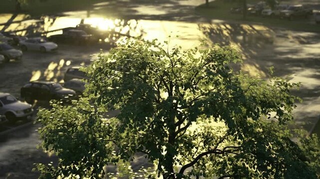 Sunlit urban tree overlooking parked cars, backlit leaves catching lens flare, wet pavement reflections, morning commute mood, tranquil city fringe.