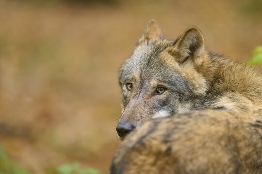 Wolf in natural environment on forest floor, autumnal atmosphere, wolf (Canis lupus), Germany