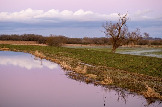 A single bare willow tree (Salix spec.) stands in a vast landscape under a pink sky at dusk at the Huntedeich near the mouth of the river Hunte, D&uuml;mmer nature park Park, Lower Saxony, Germany