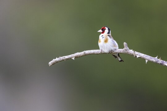 Goldfinch (Carduelis carduelis) Germany