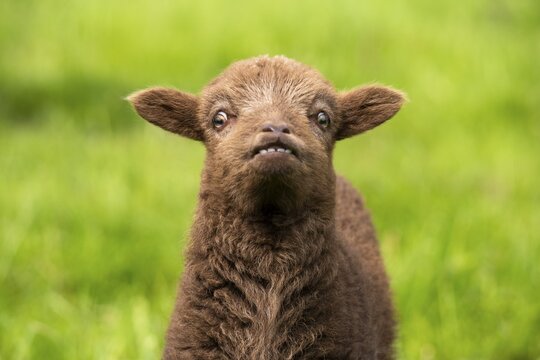 Brown lamb, Ouessant sheep (Breton dwarf sheep), portrait. Funny facial expression. The incisors in the lower jaw are visible. Grazing. Germany