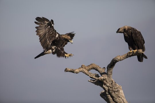 Iberian Eagle (Aquila adalberti), Spanish imperial eagle, Extremadura, Castilla La Mancha, Spain