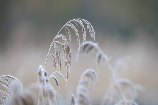 Reed (Phragmites australis), Germany