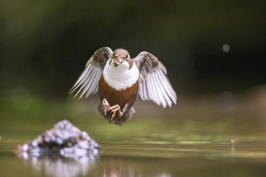 Flying dipper (Cinclus cinclus) over water with prey in its beak, Osnabr&uuml;cker Land, Lower Saxony, Germany