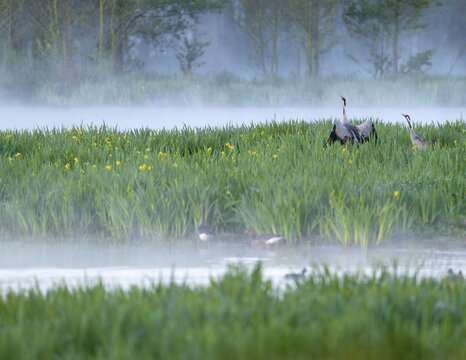 Crane (Grus grus), cranes courting in a wetland, wet meadow with swamp iris (Iris pseudacorus), blooming, morning fog, clouds of fog, Lower Saxony, Germany