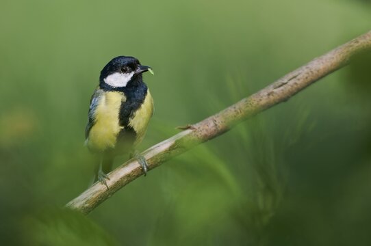 Great tit with food (Parus major) Lower Saxony, Germany