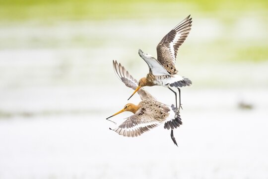 Two black-tailed godwits (Limosa limosa) n flying energetically through the sky, wings spread, D&uuml;mmer nature park Park, Lower Saxony, Germany