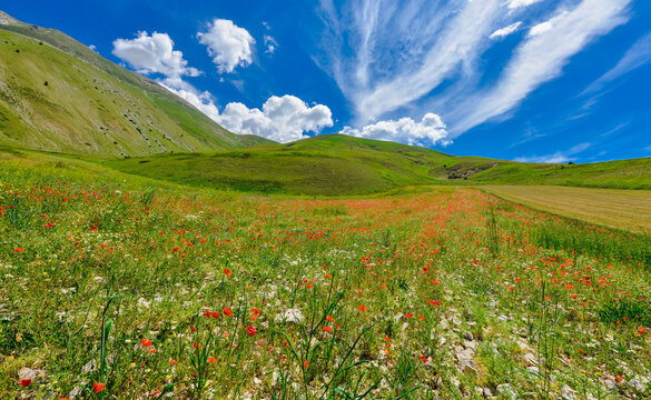 Landscape blooming wildflowers field, Piano Grande plateau and Sibillini Mountains, Umbria, Italy	