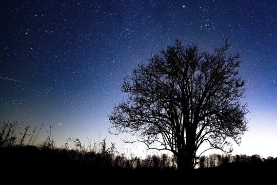 A solitary elderberry bush (Sambucus nigra) silhouetted against a starry night sky, Melle, Osnabr&uuml;cker Land, Lower Saxony, Germany