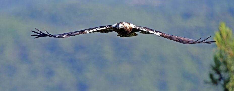 Spanish imperial eagle (Aquila adalberti) in flight at first morning light, Castilla-La Mancha, Spain
