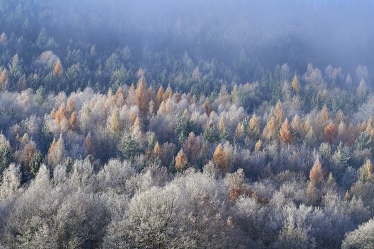 Forest in autumn, colorful treetops and silent fog spread peace, hoarfrost, winter, Boxtal, Main-Tauber district, Baden-W&uuml;rttemberg, Germany