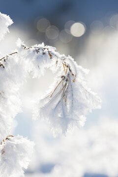 Close-up of ice crystals on a stalk, grass covered in hoarfrost, grasses, stalks, plants, wintry, close-up, macro, macro shot, frosty, sunny, frost, icy, close up, close-up, bright, structure, structures, back light, deserted, close-up, winter day, frost, cold, nature, white, ice structure, structures, winter, bokeh, light spots, light reflections, blurred background, nature reserve, Ilmenau FFH area, L&uuml;neburg district, Lower Saxony, Germany