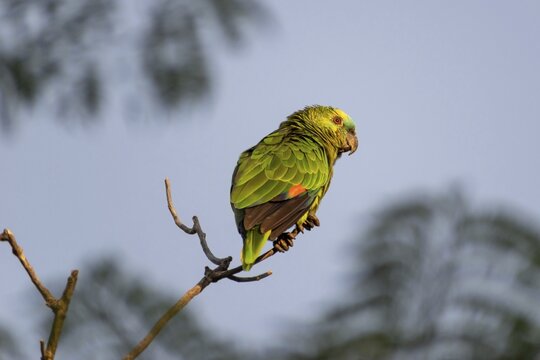 Free-ranging blue-fronted amazon (Amazona aestiva) in Buenos Aires, Argentina