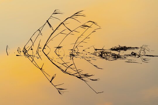 Silhouette of reed stalks in the water of HMunte near D&uuml;mmer, H&uuml;de, Lower Saxony, Germany