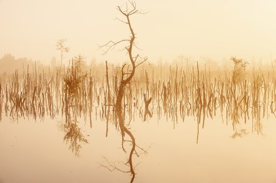 Daybreak in rewetted moor with cripple birches at sunrise in Goldenstedter Moor, Oldenburger M&uuml;nsterland, Goldenstedt, Lower Saxony, Germany