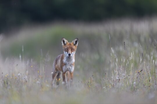 Shortly in front of, this red fox (Vulpes vulpes) tried unsuccessfully to prey on a brown hare, hunting, prey, Denmark