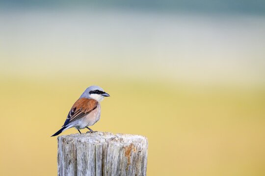 Red-backed shrike (Lanius collurio) sitting on a wooden fence post against a soft background, D&uuml;mmerniederung, Lower Saxony, Germany