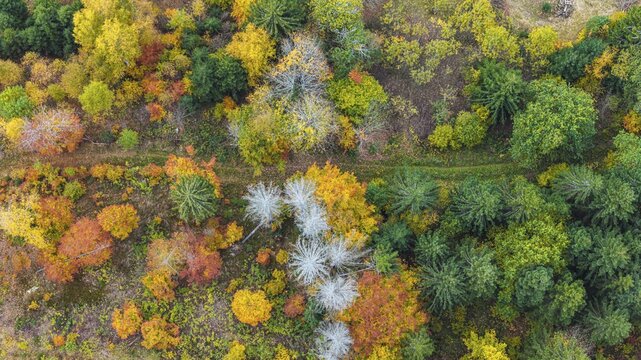 Autumn forest in the Black Forest. Drone photo of trees in colorful autumn leaves and conifers, some have dry branches. Titisee-Neustadt, Baden-W&uuml;rttemberg, Germany