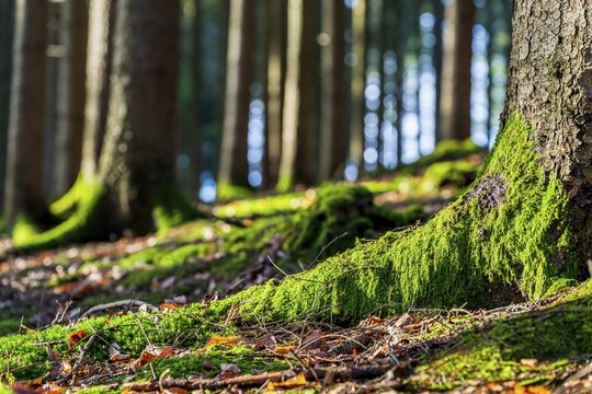 Moss-covered forest in winter mood in the Schurwald, Baden-W&uuml;rttemberg, Germany. Peaceful natural scenery with soft winter light, mossy tree trunks, and a quiet woodland atmosphere &ndash; ideal for themes of nature, tranquility, and seasonal change