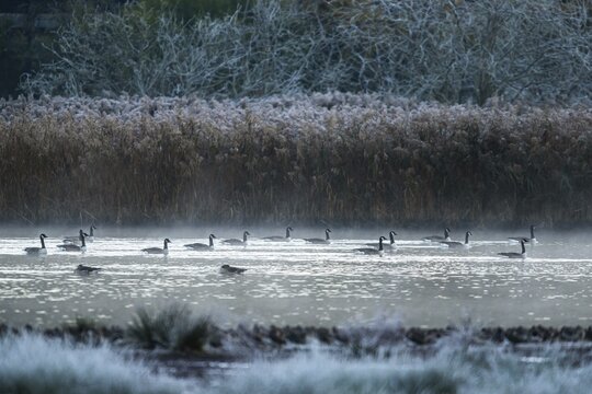 Canada Goose, Branta canadensis birds on winter Marshes