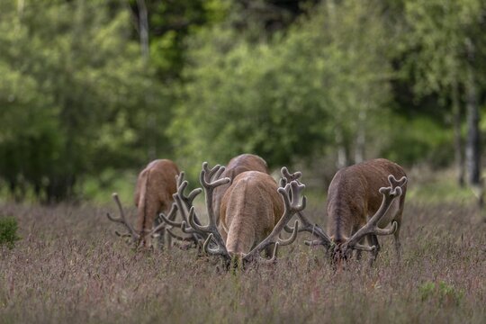 A frontal view of grazing red deer (Cervus elaphus) is an impressive sight, bastion antlers, sweeping, Denmark